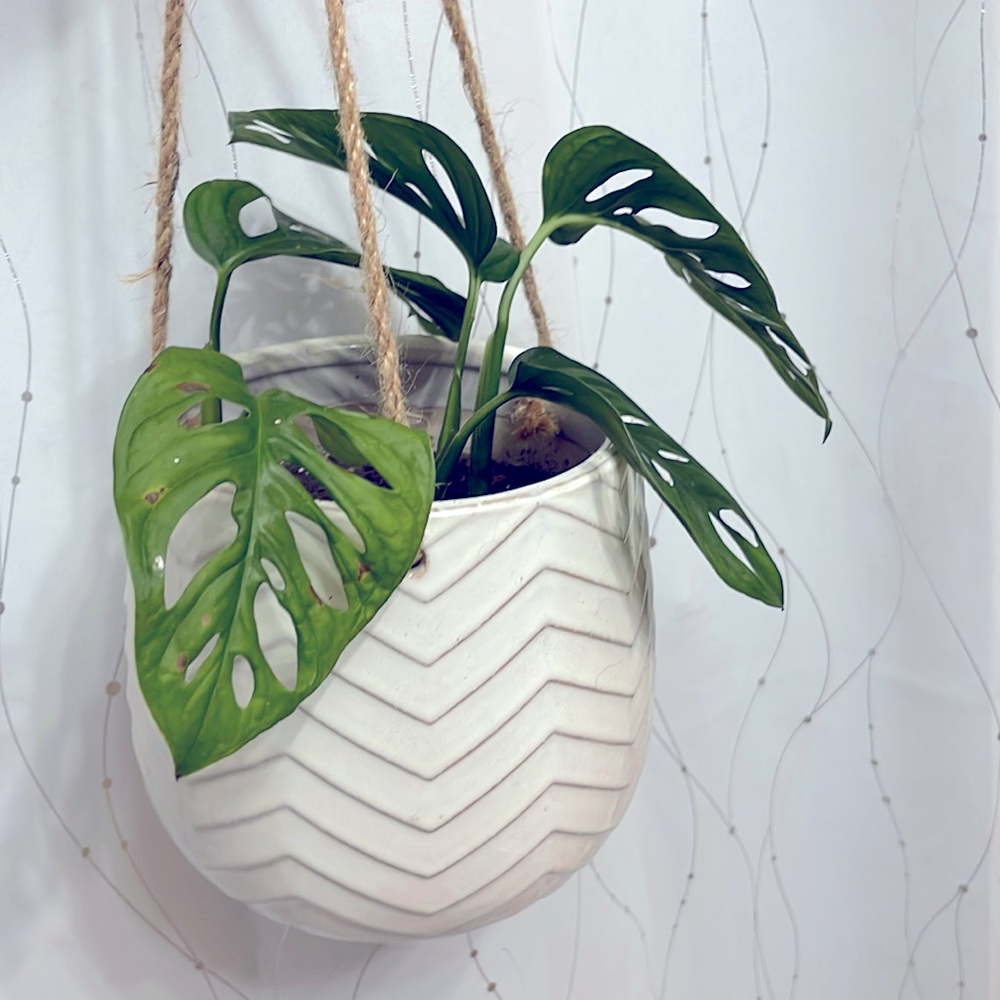 🪴Propagated rooted trimmings - Monstera Adansonii, Swiss cheese plant - Picture 3 of 10